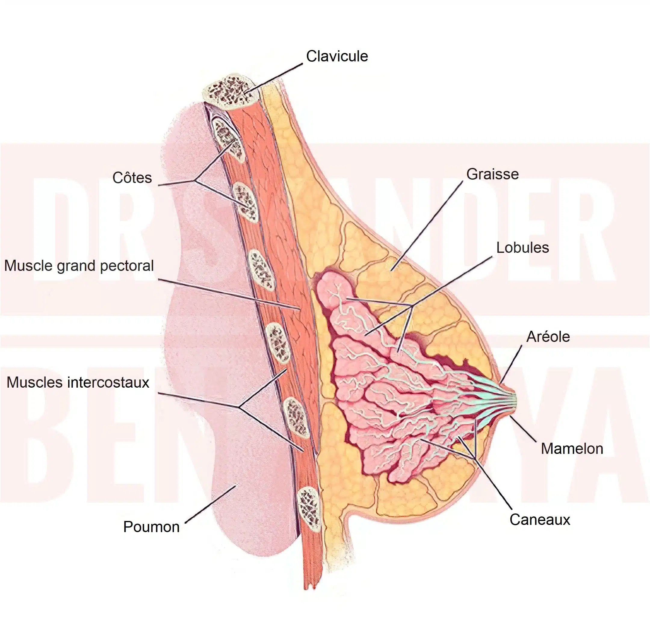 La structure du sein L’anatomie du sein