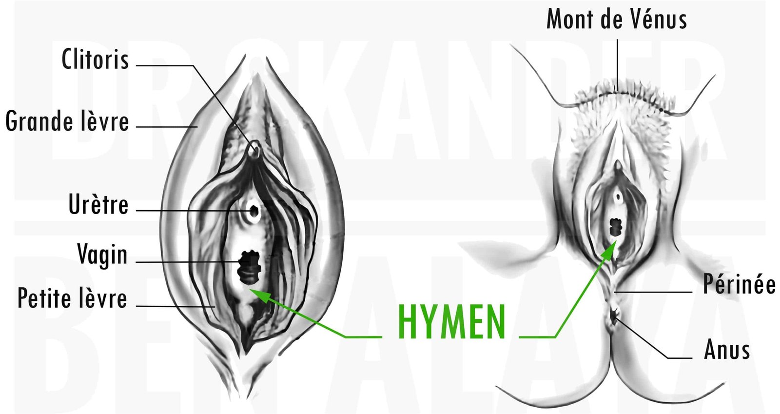 Illustration anatomique de l’hymen situé à l’entrée du vagin chez la femme.