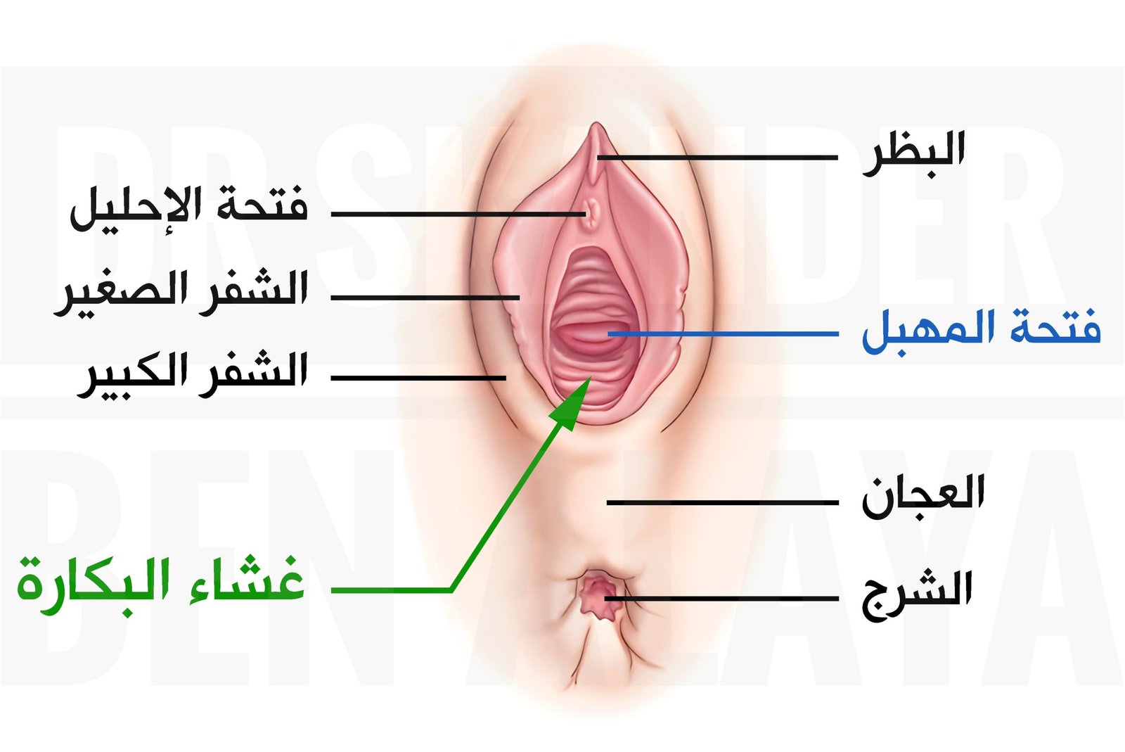 الموقع التشريحي لغشاء البكارة عند مدخل المهبل.