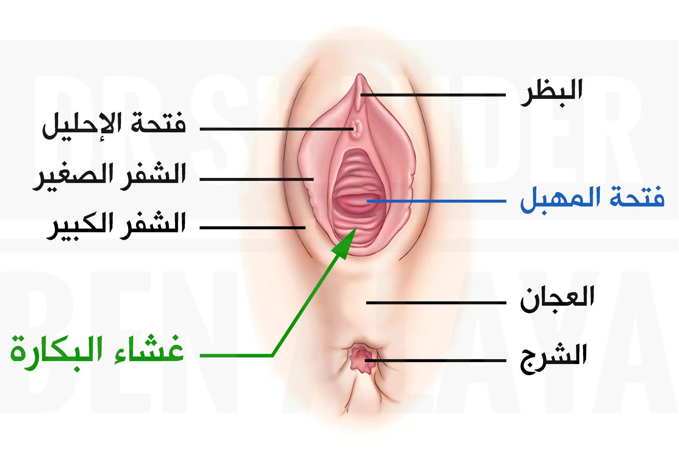 الموقع التشريحي لغشاء البكارة عند مدخل المهبل.
